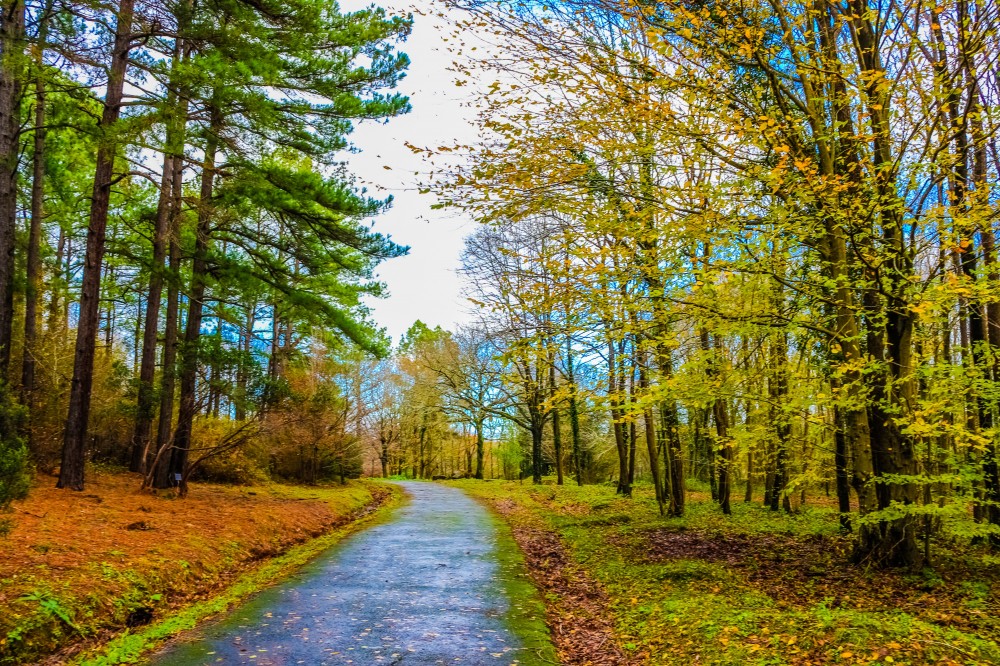 Yalova Kent Ormanı